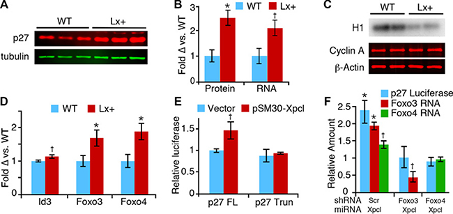 Regulation of p27Kip1 expression by miR-106a~363.