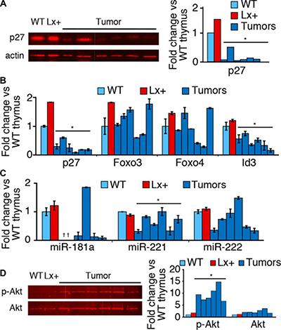 p27 and Foxo expression in tumors and T cell subsets.