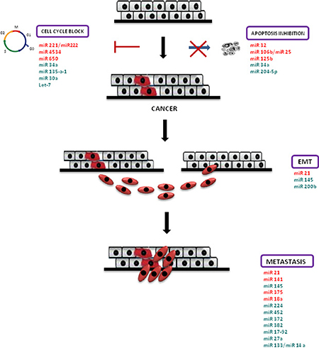 MiRNAs in PCa pathogenesis.