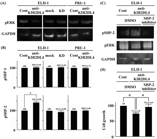 An anti-KIR2DL4 agonistic antibody reduced ERK phosphorylation and cell growth by activating SHP-2 in ELD-1 cells.
