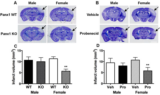 Panx1 KO and blockade is neuroprotective in female, but not in male mice.