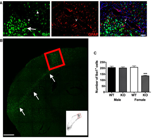 Neuroinflammation is reduced in female, but not in male Panx1 KO mice.