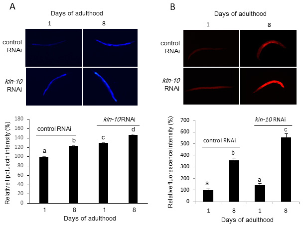 Figure 2: