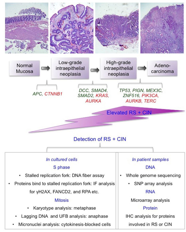 A summary of the underlying mechanisms and detection of RS and CIN in cancer samples.