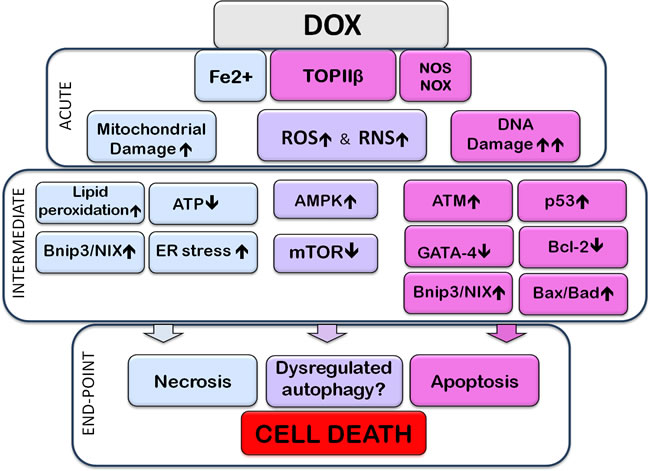 Subcellular events associated with Doxorubicin-induced cardiotoxicity.