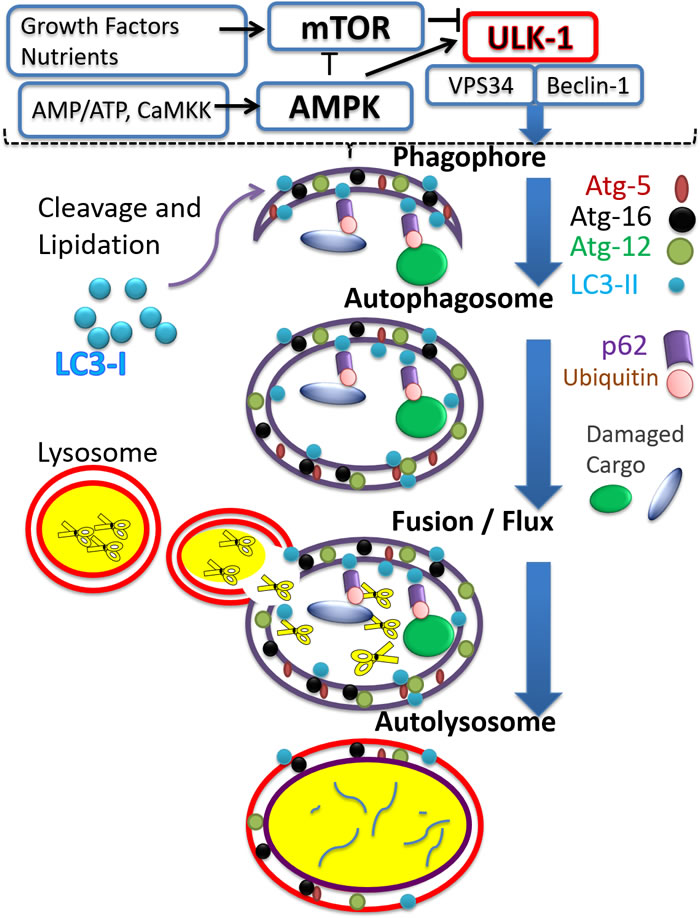 The autophagy process.