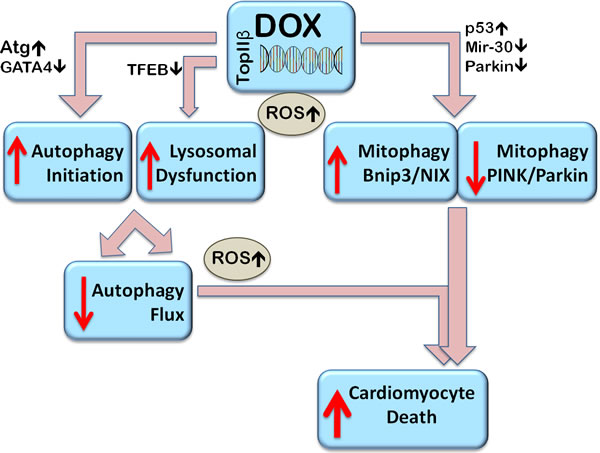 Proposed mechanisms of Dox-induced dysregulation of autophagy and mitophagy resulting in cell death.