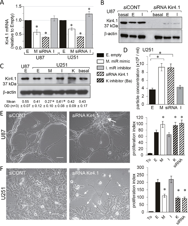 miR-5096 decreases KCNJ10 gene expression in U87 and U251 glioblastoma cells.