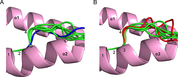 Analysis of main chain conformations of phosphopeptides.
