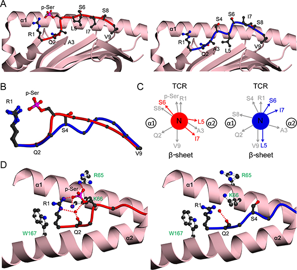 Structural comparison of HLA-A2 bound PKD2 phosphopeptide in modified and unmodified states.