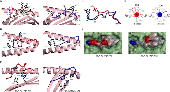 Structural rearrangement of RQA_V phosphopeptide upon phosphorylation.