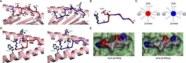 Structural comparison of HLA-A2 bound RQI phosphopeptide in modified and unmodified states.
