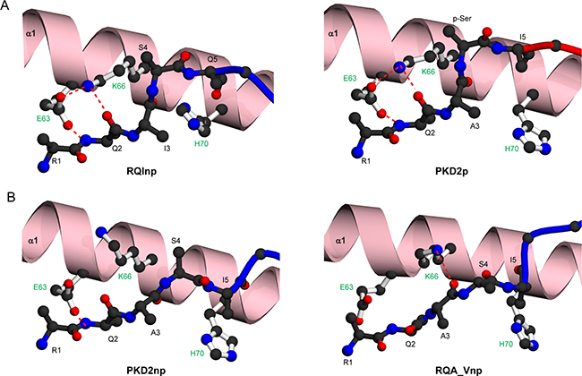 Molecular contacts stabilising the main chain conformations of RQI, PKD2 and RQA_V epitopes.