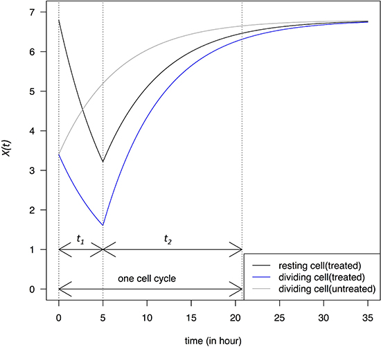 Change in transcript abundance per cell, X(t), in a single cell cycle.