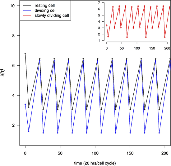 Change in transcript abundance per cell, X(t), through multiple cell cycles.