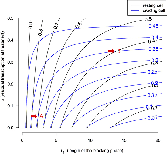 Contour lines of X(t)/Xeq in resting and dividing cells.