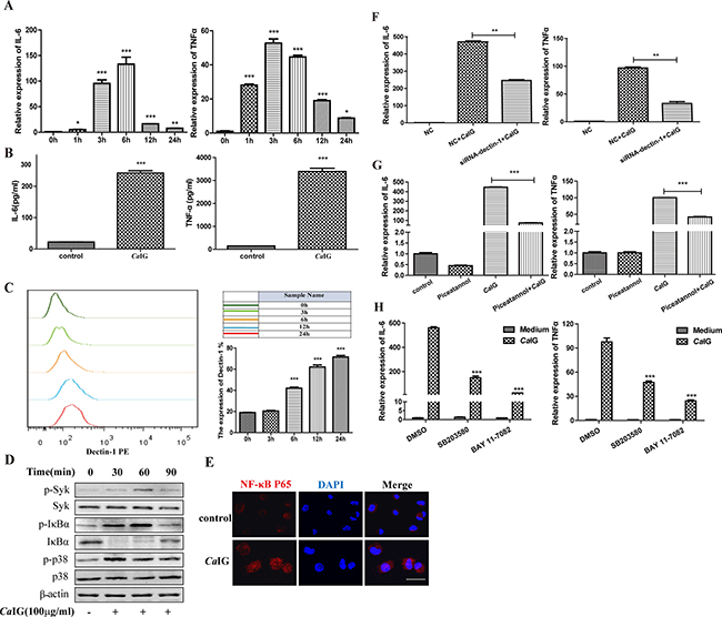 CaIG induces the transcription and expression of IL-6, TNF&#x03B1; involving the dectin-1-Syk pathways.