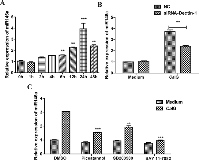 CaIG induces miR-146a, involving the Dectin-1, NF-&#x03BA;B, and p38 MAPK pathways.