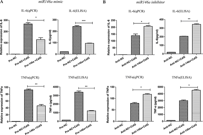 MiR-146a suppresses the CaIG-induced production of IL-6 and TNF-&#x03B1; in THP-1 cells.