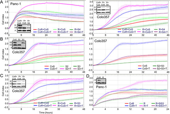 The promigratory effect of Rac1b depletion is alleviated upon codepletion of Smad3.