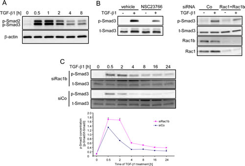 Rac1b negatively regulates Smad activation by TGF-&#x3b2;1.