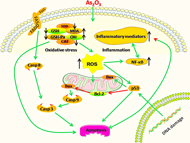 Diagram depicts the toxic effect of arsenic trioxide on chicken immune organs: Mitochondria and death receptor apoptosis pathways are activated because of excessive apoptosis in immune organs of chickens suffering from subchronic arsenism, and oxidative stress as well as subsequent inflammatory is a crucial driver during As2O3 exposure.