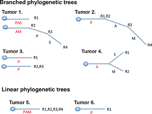 Branched or linear fashions of protein losses in ccRCC tumors.