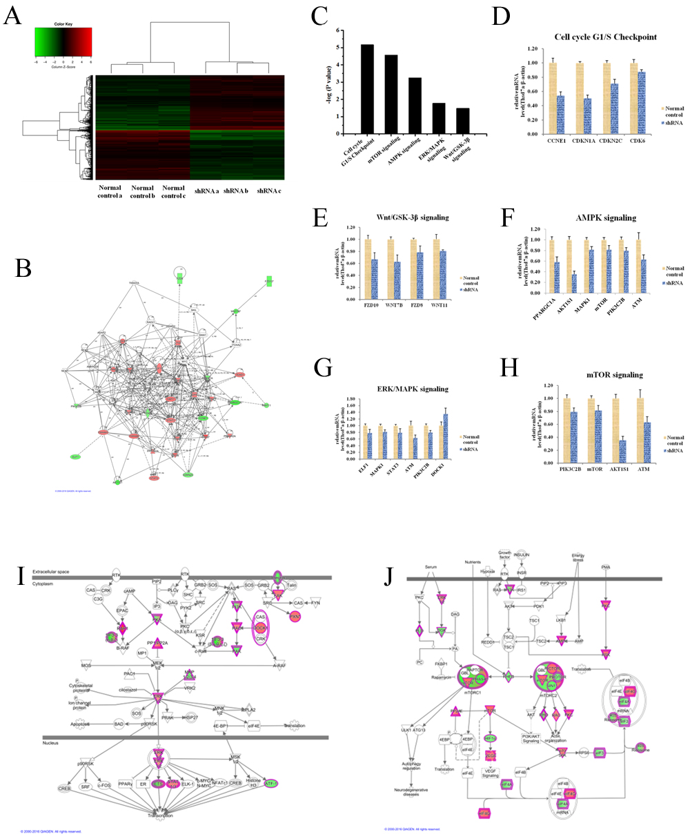 Widespread changes of gene expressions in Eca109 cell lines with Thsd7a knockdown by microarray.