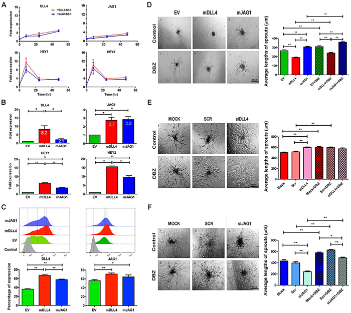 DLL4 and JAG1 activated Notch signalling and affected sprouting angiogenesis