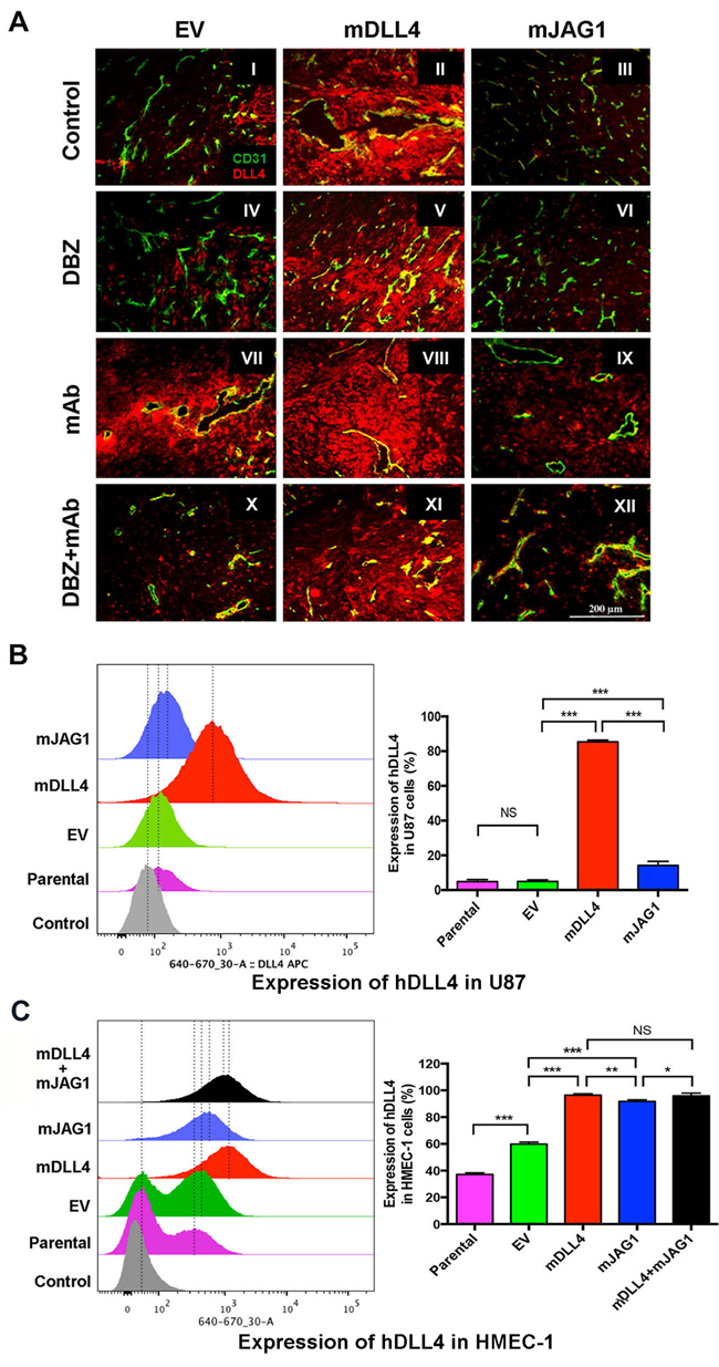 DLL4 and JAG1 induced endogenous DLL4 expression in tumour vessels.