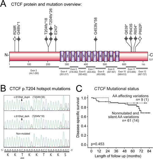 CTCF mutations, p.T204 hotspot site and association with disease-specific survival in primary endometrial carcinomas.