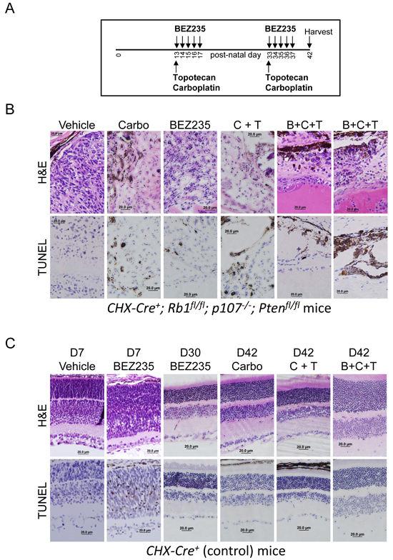 BEZ235 augments carboplatin and topotecan induced apoptosis of retinoblastoma tumor cells
