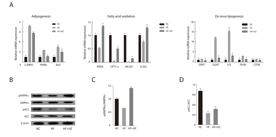 Zerumbone inhibited adipogenesis and modulated lipid metabolism in WAT.