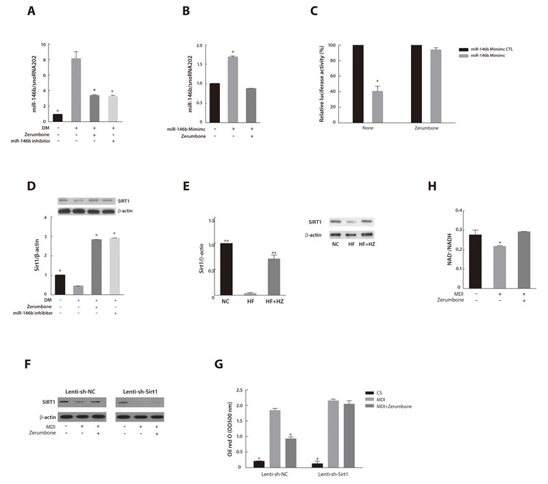 MiR-146b/SIRT1 pathway mediated the anti-adipogenic effect of zerumbone.