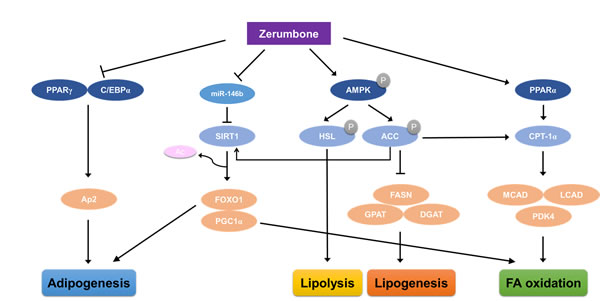 Proposed mechanism through which zerumbone improves diet-induced adiposity in WAT via the AMPK and miR-146b/SIRT1 pathways.