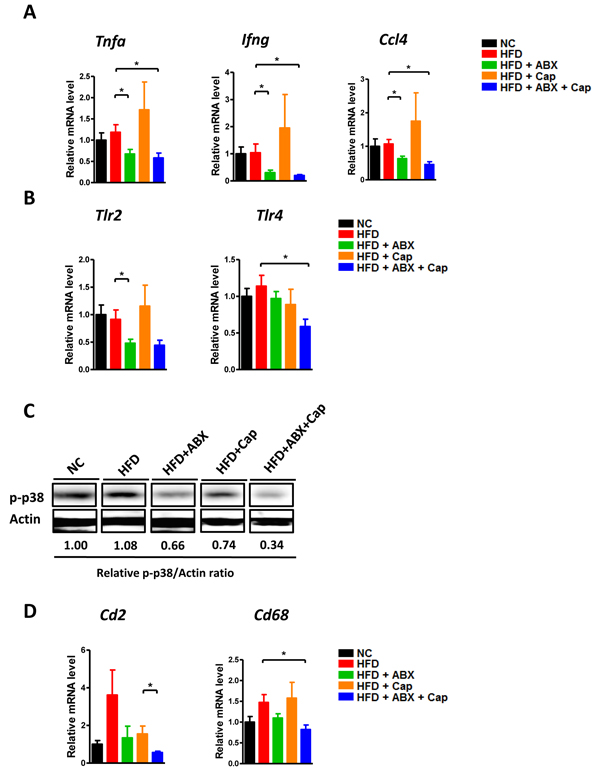 Antibiotics reduced intestinal inflammation.