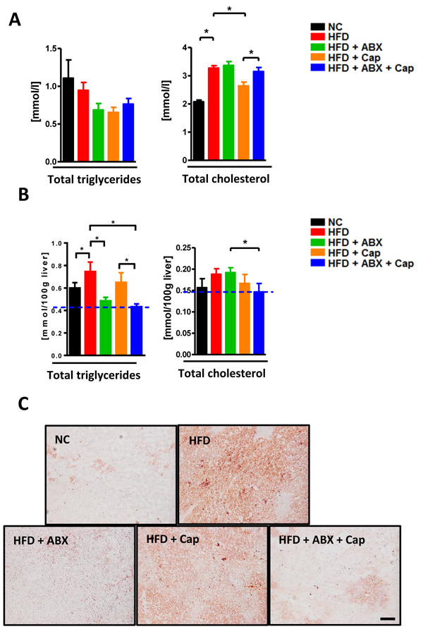 Capsaicin and antibiotics synergistically reduced HFD induced fatty liver.