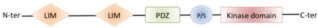 Schematic structure of LIM Kinases.