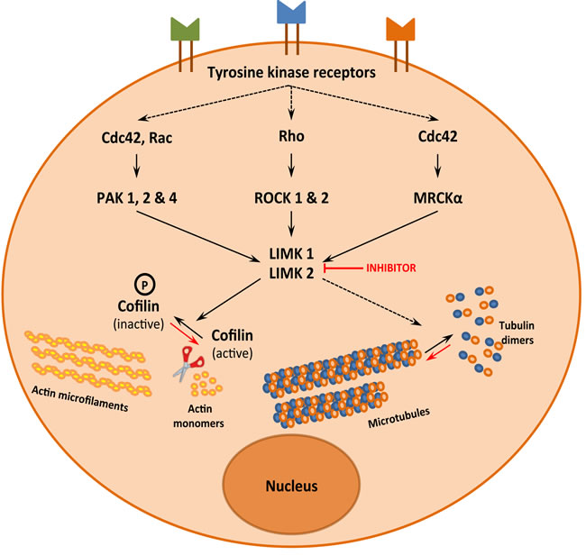 LIMK1 and LIMK2, a signalization hub that controls actin and microtubule dynamics