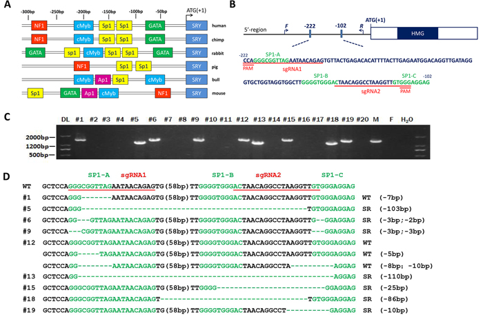 Generation of the SRY-Sp1 KO, XY rabbits using the Cas9/gRNA system.