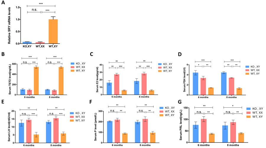 Expression of the SRY gene and sex hormone determination in SRY-Sp1 KO, XY rabbits.