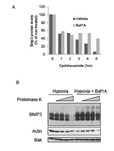 Bafilomycin 1A increases stability and decreases proteinase k susceptibility of Bnip3.