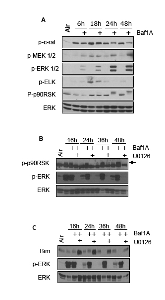Cytoprotective pathways activated by Baf1A.
