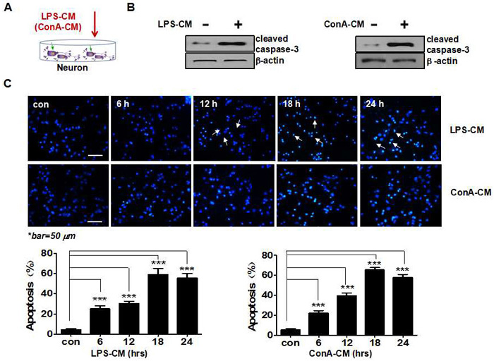 Acute inflammatory environment induces neuronal apoptosis.