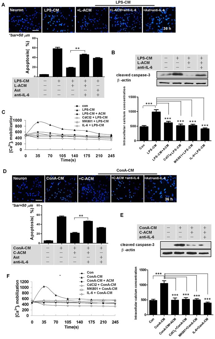 IL-6 is important for astrocyte-mediated neuroprotection.