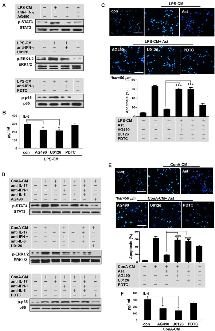 IFN-&#x3b3; promotes IL-6 secretion in stimulated astrocytes via STAT3 and ERK1/2 signaling.