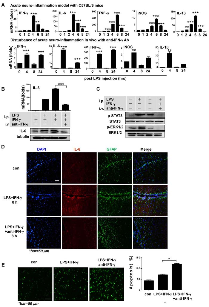 IFN-&#x3b3; is neuroprotective during acute neuroinflammation