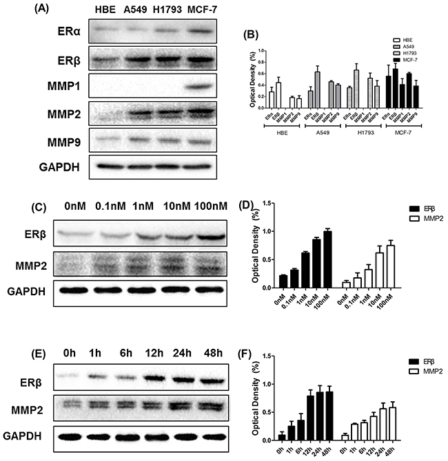 Western blotting analysis of ER&#x03B2; and MMP-2 at different time points and different concentrations.