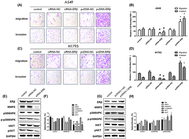 The aggressiveness of lung cancer cells under RNAi intervention.