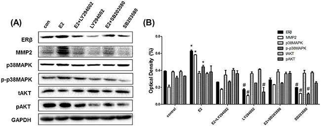 pAKT inhibitor(LY294002) and p-p38MAPK inhibitor(SB203580) significantly suppressed ER&#x03B2; and MMP-2 expression in NSCLC cell lines.